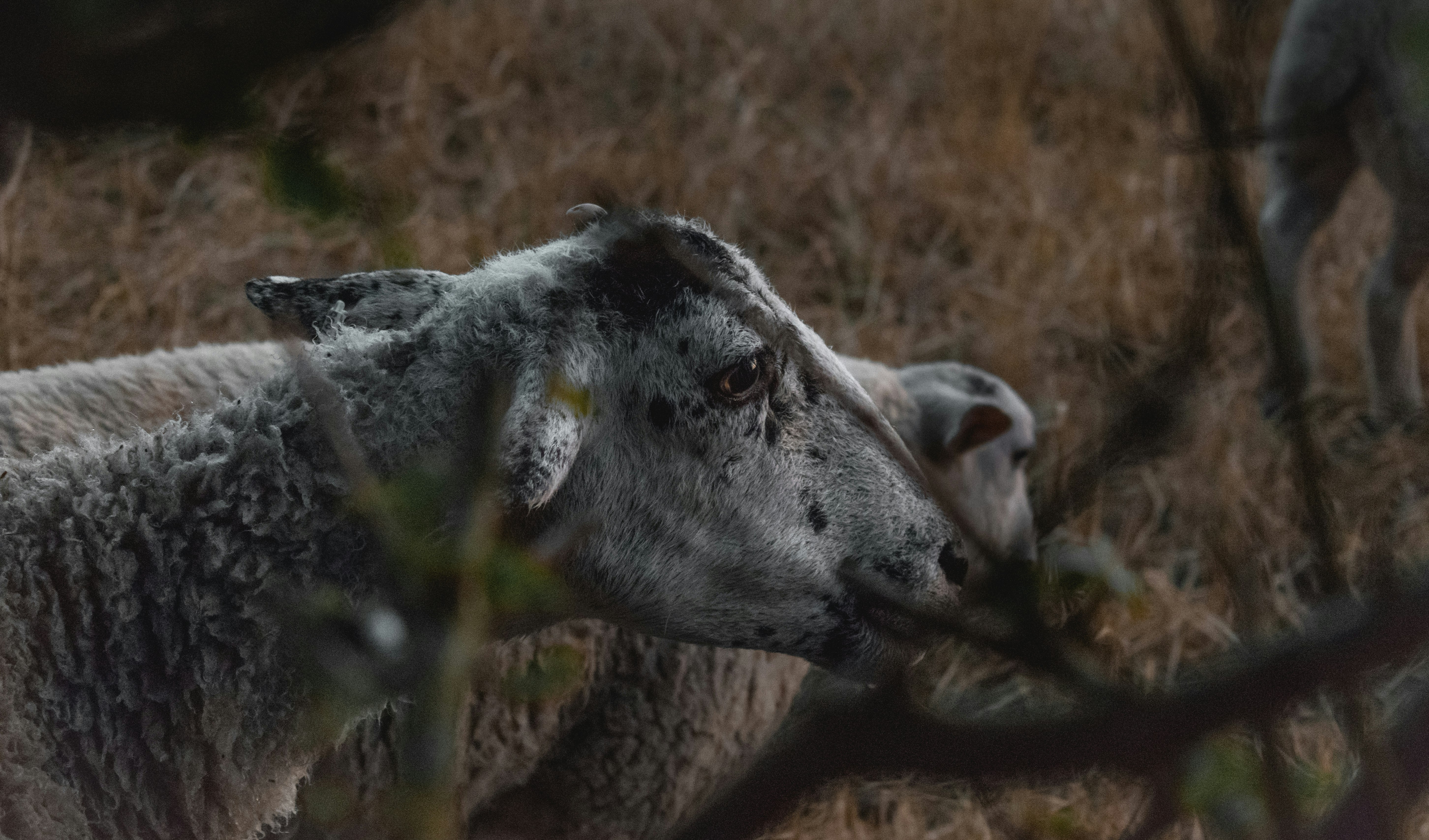 two grey sheeps grazing on brown grasses